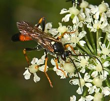 Ichneumonidae - Ichneumon insidiosus.-1.JPG