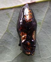 Chrysalis Idea malabarica pupa2 sec.jpg