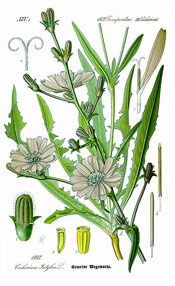 Cichorium intybus