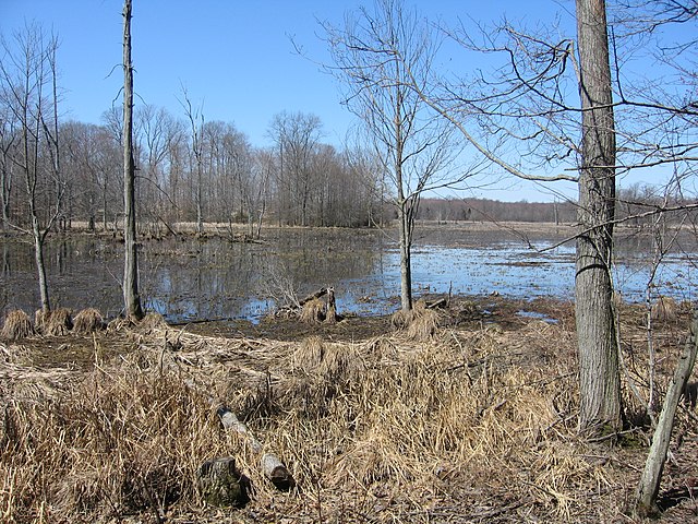 Great Swamp National Wildlife Refuge in New Jersey in March 2008