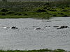 Hippos in iSimangaliso Wetland Park