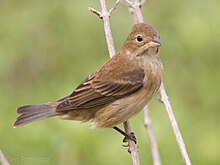 Indigo Bunting Female af Dan Pancamo 1.jpg