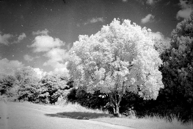 File:Infrared Tree -Olympus Trip 35- (15954549667).jpg