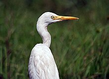 Cattle egret Cattle Egret I Picture 275.jpg