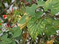 Ipomoea hederifolia (4202360203).jpg