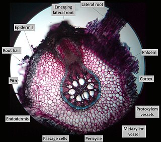 Lateral root Plant root