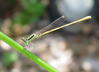 Citrine forktail