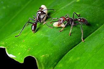 Paraponera clavata – mravlje imajo zelo boleč pik