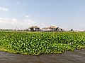 * Nomination: Water hyacinth or Pontederia crassipes on the Ganvié river in Benin --Adoscam 08:24, 6 April 2023 (UTC) * Review Tilted CW. --Halavar 16:57, 6 April 2023 (UTC)