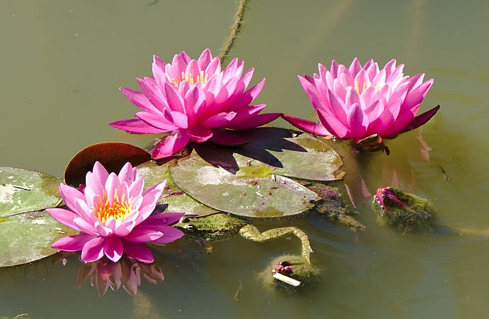 English: Frog and water-lily Nymphaea 'Attraction' in botanical garden "Jardin des Martels". Français : Une grenouille et des nénufars Nymphaea 'Attraction' au jardin botanique « Jardin des Martels ».