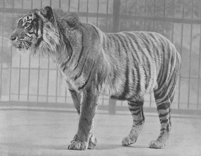 File:Java Tiger.jpg