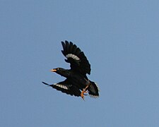 Javan myna tijdens de vlucht, met de kenmerkende witte vleugel- en staartstrepen