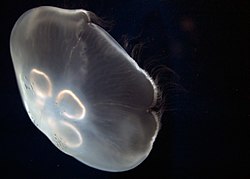 Jelly cc7. jpg