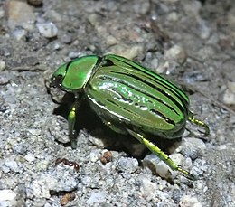 Pompás szipoly (Chrysina gloriosa)