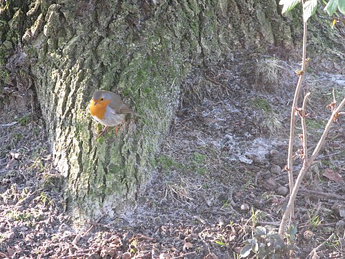 Rouge-gorge / Roodborst / Robin - Hilversum