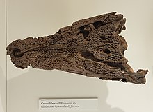 The skull of an indetermined Kambara species at the Melbourne Museum. It broadly resembles modern crocodiles. Kambara skull.jpg