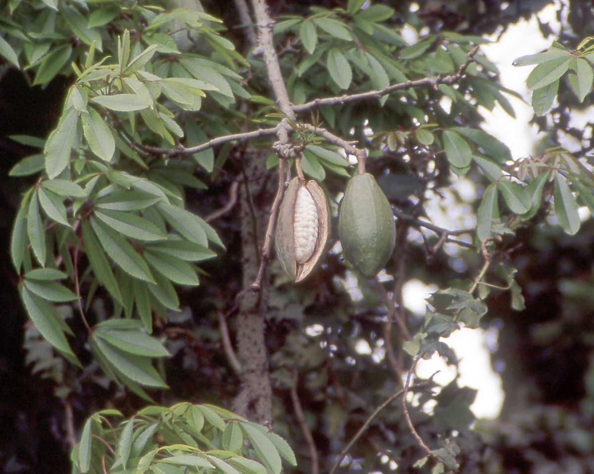 a) Kapok Fiber tree, (b) A kapok fruit, (c) KF fruit. Reprinted with