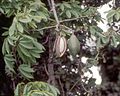 Tikrojo kapokmedžio vaisiai. Kairėje esančio vaisiaus viduje matyti vaisiaus pluoštas.