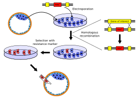 File:Knockout mouse production 2.svg