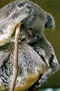 Koala: Taksonomia, Anatomia ja fysiologia, Kanta