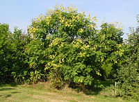 Koelreuteria paniculata B.jpg