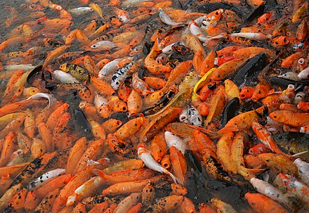Various colors of koi feeding in a pond in Qingxiu Mountain, Nanning, China