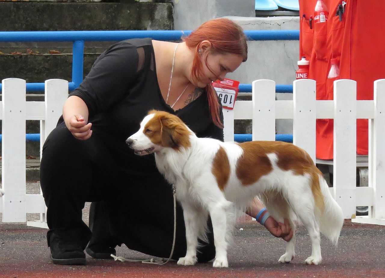 19+ Nederlandse Kooikerhondje Welpen Kooikerhondje Gif