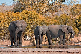 Elephant family at an artificial water hole