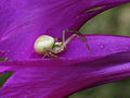 Misumena vatia, a kind of crab spider