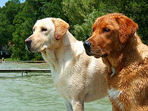 Labrador Retrievers yellow and red.jpg