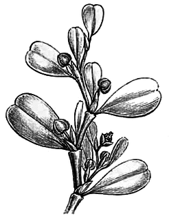 <i>Lactoris</i> species of plant