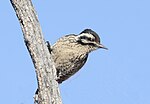 Thumbnail for File:Ladder-backed Woodpecker 8735a.jpg