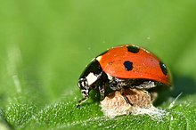 Ladybug guarding a Dinocampus coccinellae cocoon. The ladybug will remain stationary until the adult wasp emerges from its cocoon, and die some time afterwards Ladybird with a parasitoid cocoon (7211917770).jpg