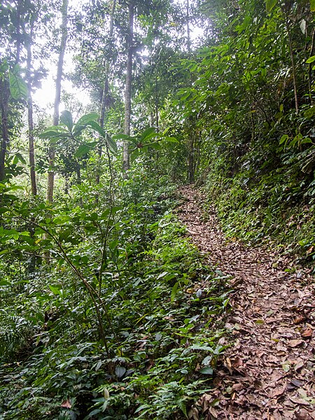 File:Laganan Waterfall Trail, Poring Hot Springs (13890921805).jpg