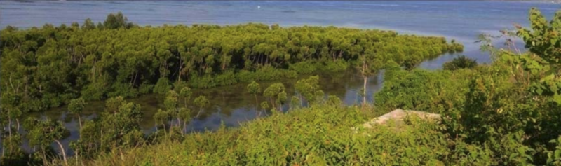 File:Lagoon with fringing mangroves.png