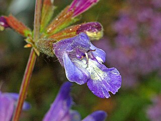 <i>Salvia interrupta</i> Species of flowering plant