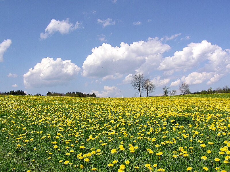 File:Landstetten, Löwenzahnblüte HB-1.JPG