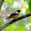 Lanio versicolor - White-winged Shrike-Tanager.JPG