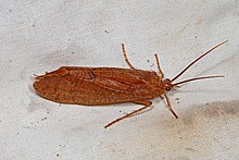 بزرگ Caddisfly - گونه Ptilostomis؟ ، McKee Beshers WMA ، Poolesville ، Maryland.jpg