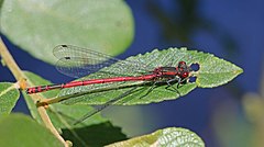 Image 91Large red damselfly in Swinley Forest, Berkshire (from Portal:Berkshire/Selected pictures)