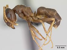 مشخصات Lasius neglectus casent0173143 1.jpg