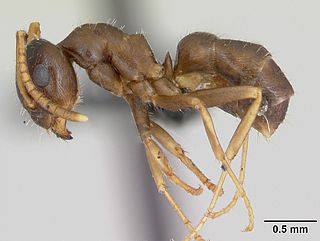 <i>Lasius neglectus</i> Species of ant