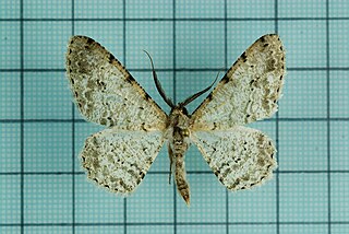 <i>Lassaba</i> Genus of moths