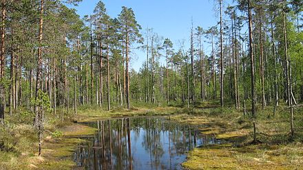 Small bog lake on the Spitaalijärvi–Kivijata trail