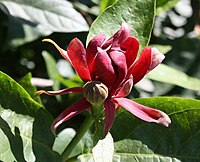 Calycanthus floridus, hårig kryddbuske