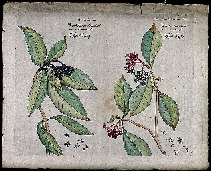 File:Left and right - Chasalia ophioxyloides (Wall.) Craib.; bran Wellcome V0042639.jpg