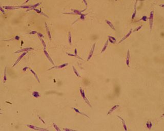 <i>Leishmania major</i> Species of parasitic protist