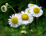 Erigeron strigosus