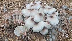 Leucoagaricus meleagris.jpg