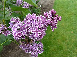 Hulda Klager Lilac Garden-dagi Lilac 